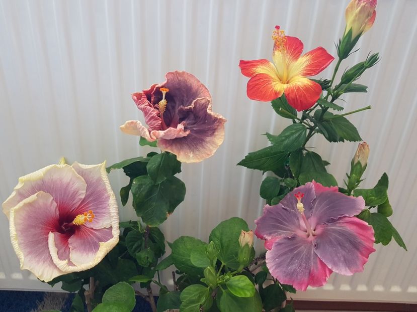  - HIBISCUS 2019