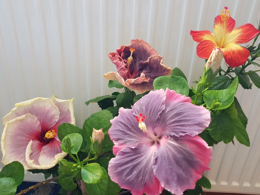  - HIBISCUS 2019