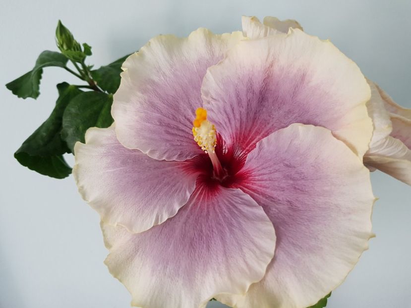  - HIBISCUS 2019