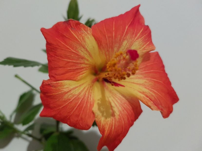  - HIBISCUS 2019