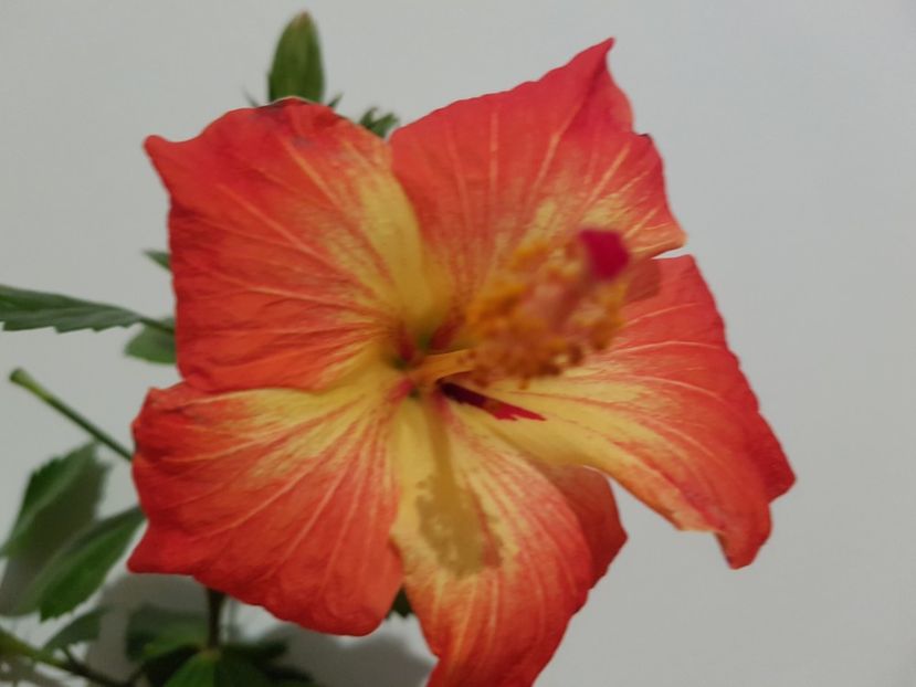  - HIBISCUS 2019