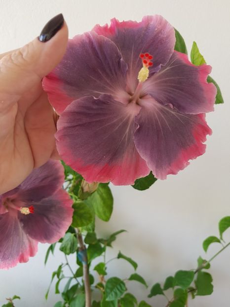  - HIBISCUS 2019