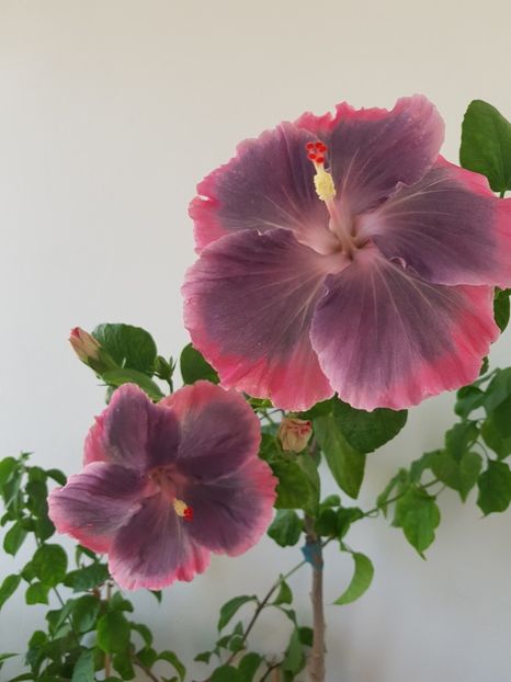  - HIBISCUS 2019
