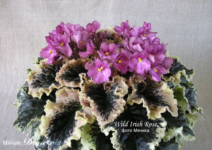 Wild Irish Rose - Wild Irish Rose