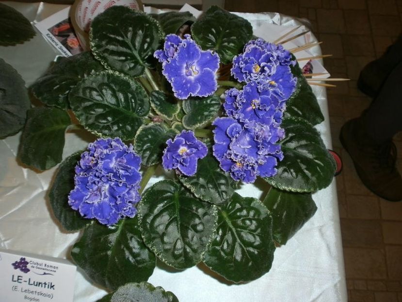 LE Luntik - AA Violete in colecție poze net