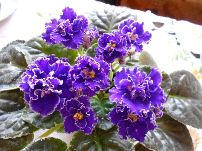 LE Luntik - AA Violete in colecție poze net