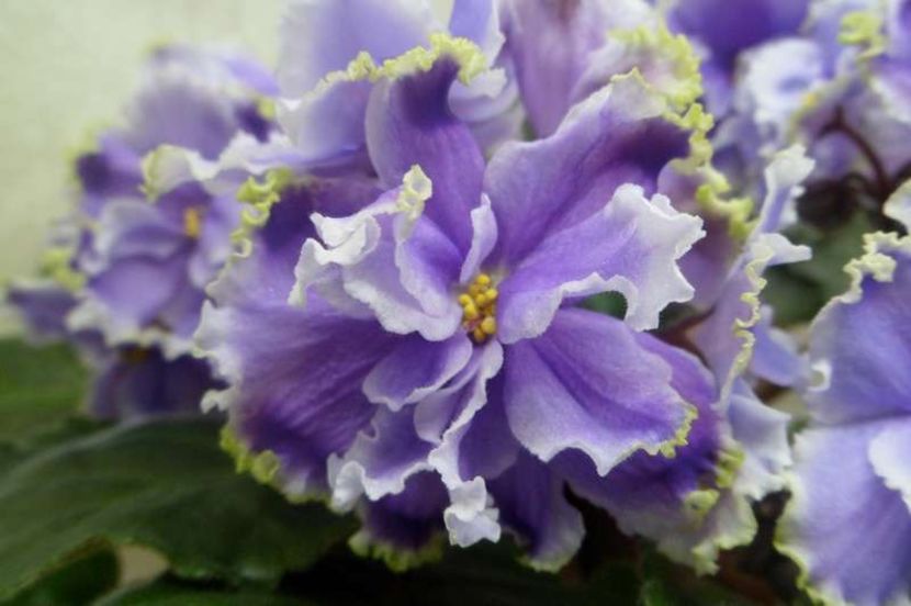 LE Legkaya Grust - AA Violete in colecție poze net