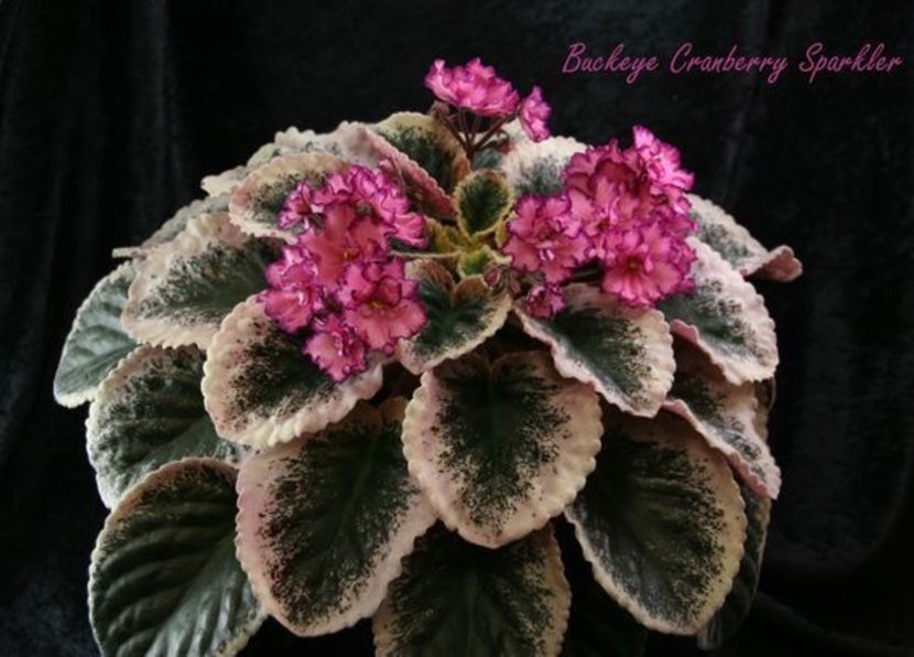  - Buckeye Cramberry Sparkler