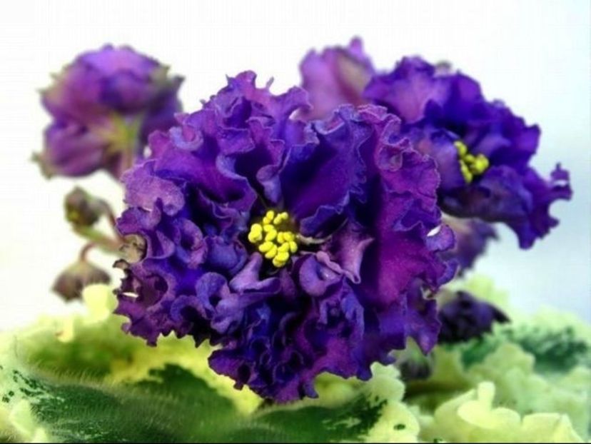 LE Aisha - AA Violete in colecție poze net