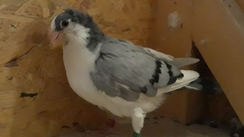  - Galateni pe vanat 2019