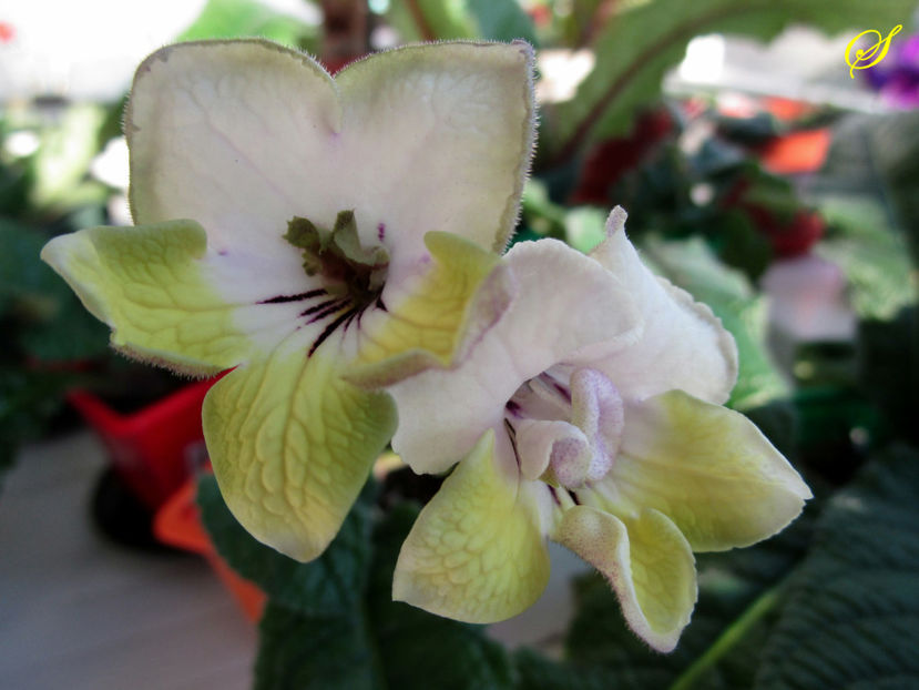 UA-Лайм(28-03-2019) - Streptocarpusi 2019