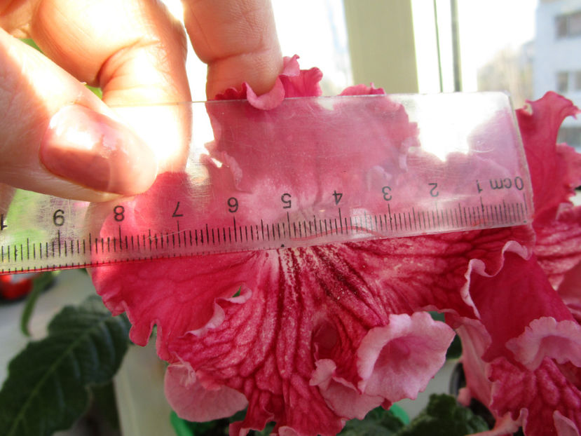 UA-Винтаж - Streptocarpusi 2019