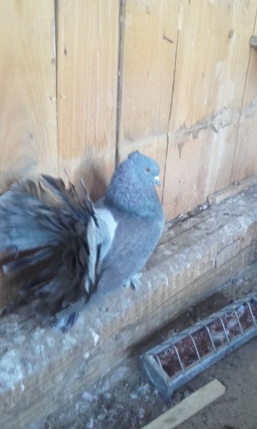  - Porumbei voltati indieni