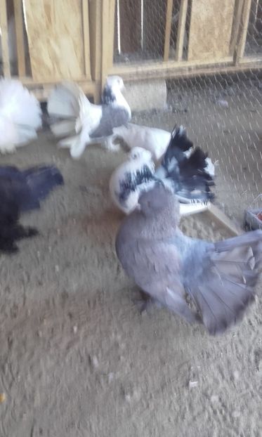  - Porumbei voltati indieni