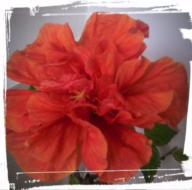  - HIBISCUSI - 2019_2021-2022-2023