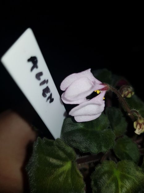  - Mix06