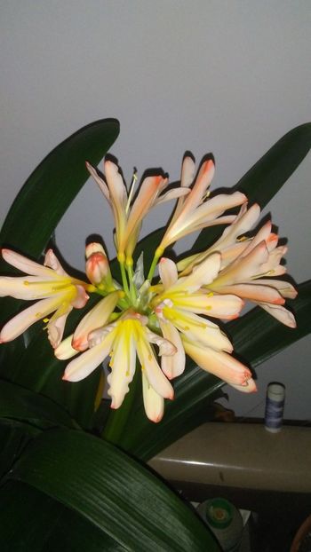  - CLIVIA