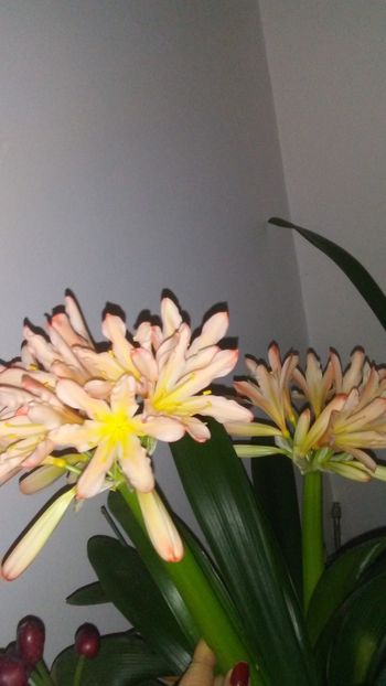  - CLIVIA