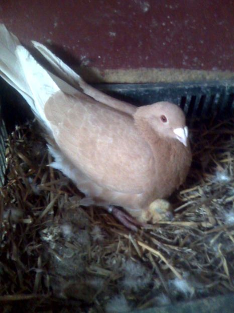 Galbena2014ESP - Porumbei mei