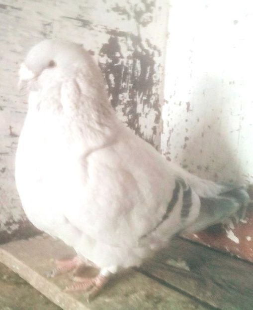  - - A - A - A - PROIECT INCHEIAT