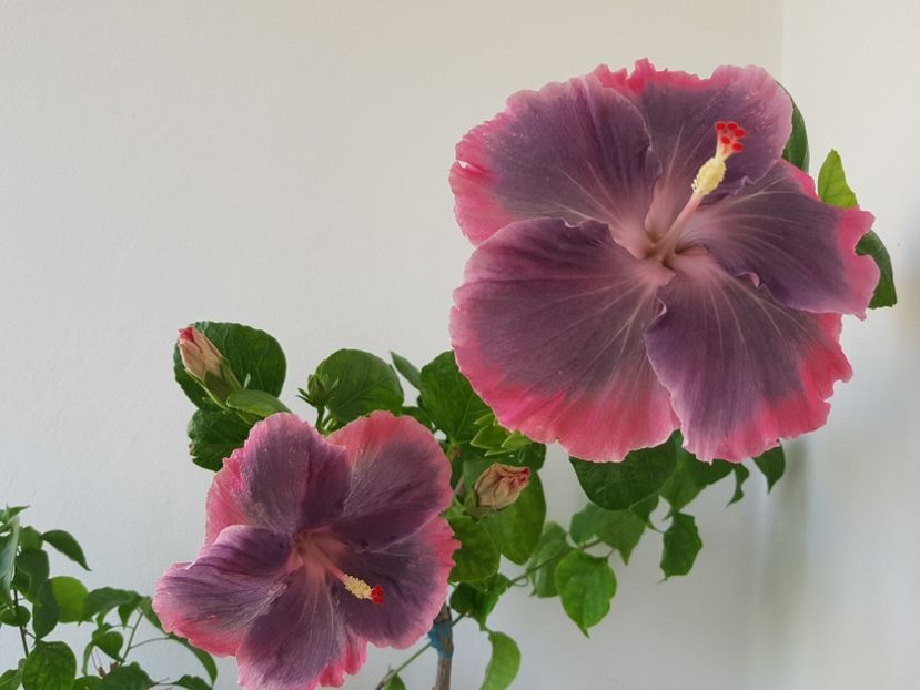  - Hibiscus Moorea My Blue Pearl