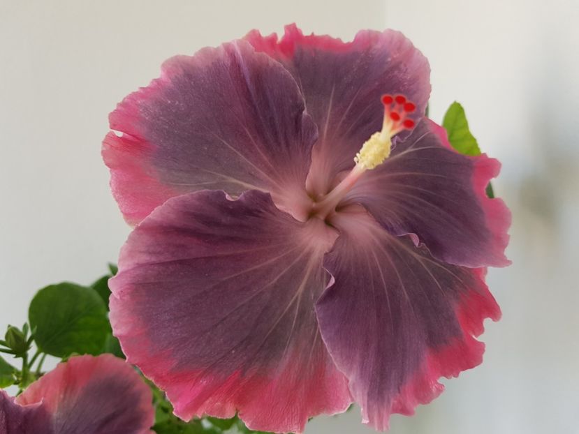  - Hibiscus Moorea My Blue Pearl