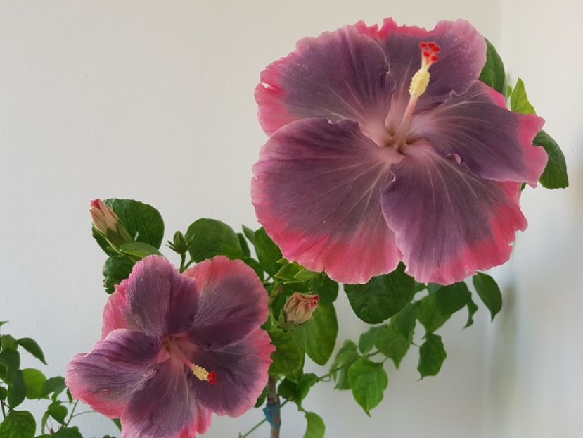  - Hibiscus Moorea My Blue Pearl
