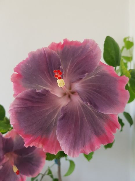  - Hibiscus Moorea My Blue Pearl