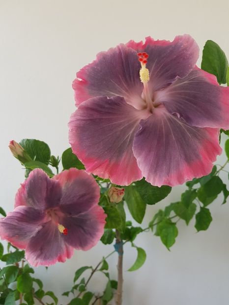  - Hibiscus Moorea My Blue Pearl