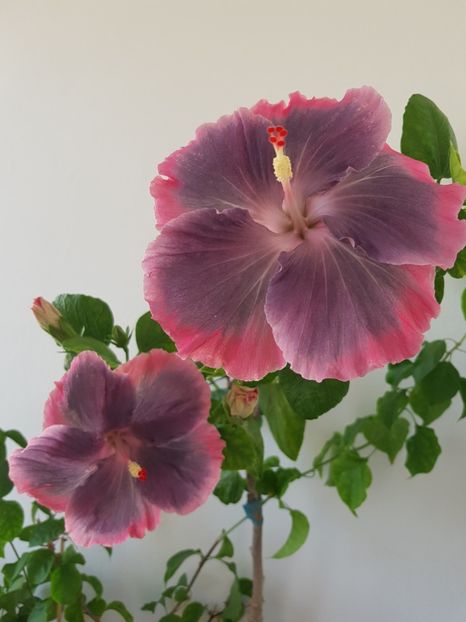  - Hibiscus Moorea My Blue Pearl