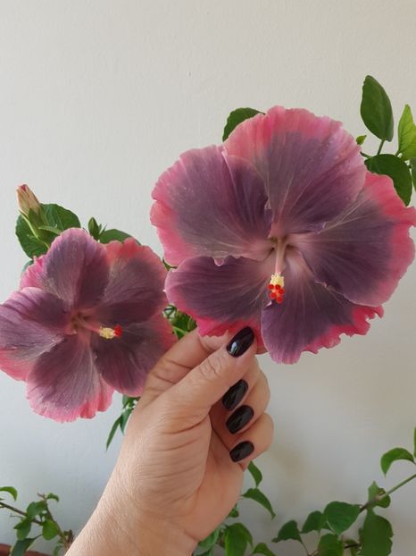  - Hibiscus Moorea My Blue Pearl