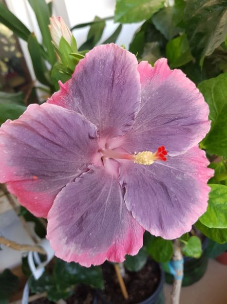  - Hibiscus Moorea My Blue Pearl