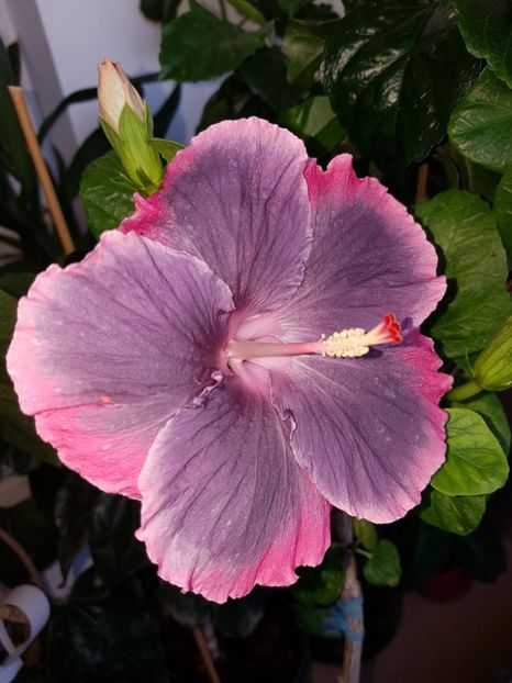  - Hibiscus Moorea My Blue Pearl