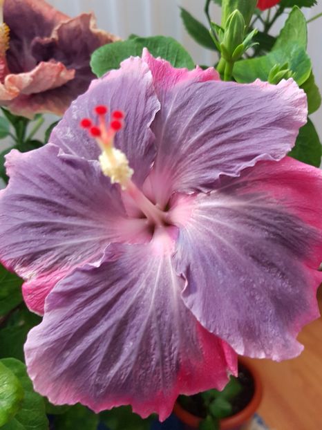  - Hibiscus Moorea My Blue Pearl