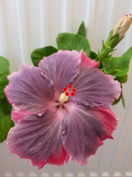  - Hibiscus Moorea My Blue Pearl