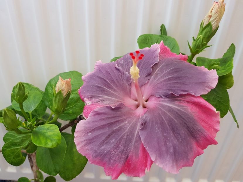  - Hibiscus Moorea My Blue Pearl