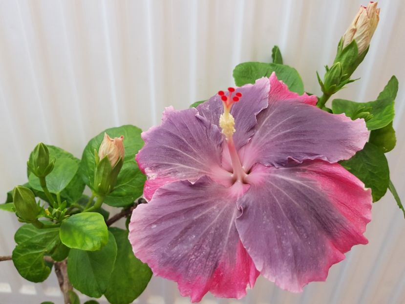  - Hibiscus Moorea My Blue Pearl