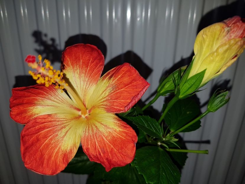  - Hibiscus MT Sixtynine