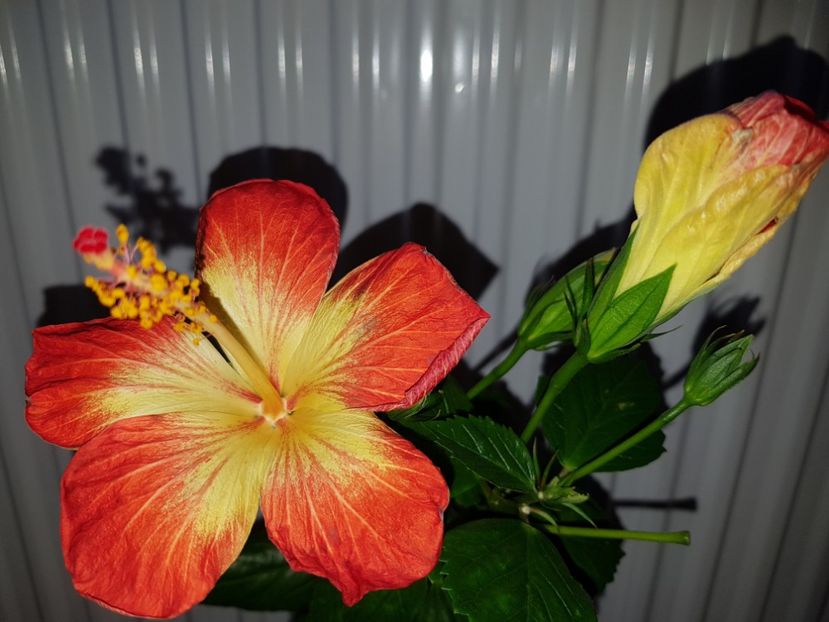  - Hibiscus MT Sixtynine