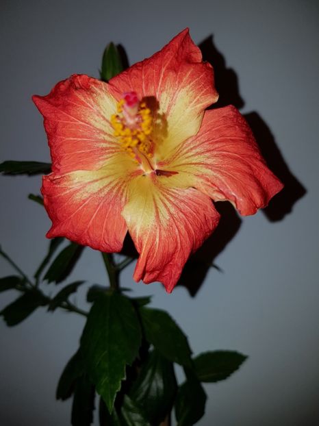  - Hibiscus MT Sixtynine