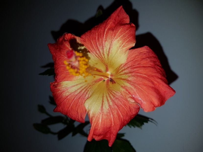  - Hibiscus MT Sixtynine