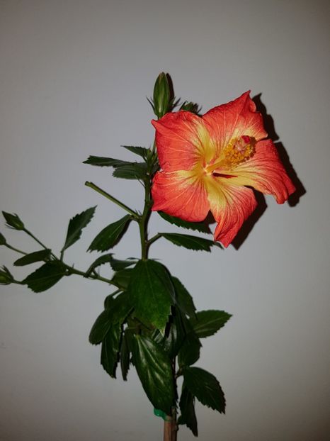  - Hibiscus MT Sixtynine