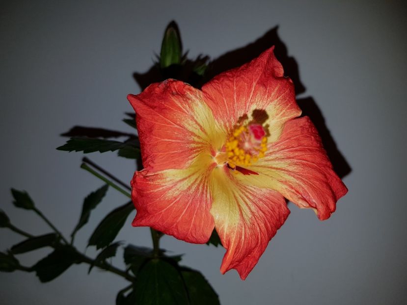  - Hibiscus MT Sixtynine