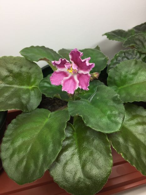 FDF5D26C-14FF-4BF8-8025-1ED96B60520C - RS-Barbie