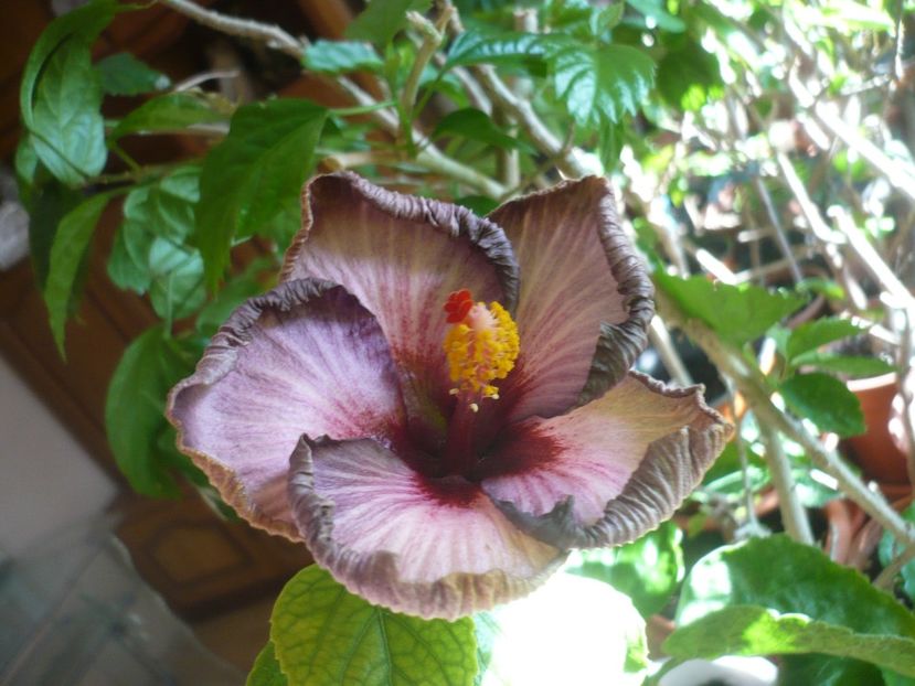 P1400695 - Dalen s Hendri Ziengs