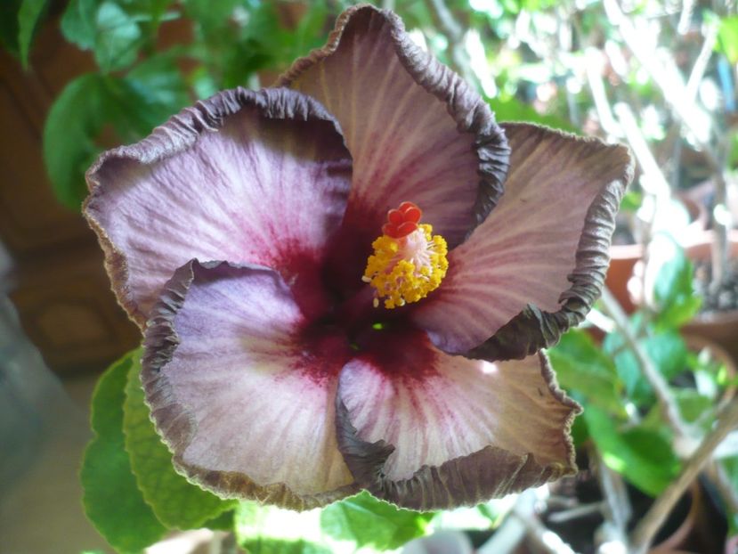 28.03.2019 - HIBISCUSI 2019-1