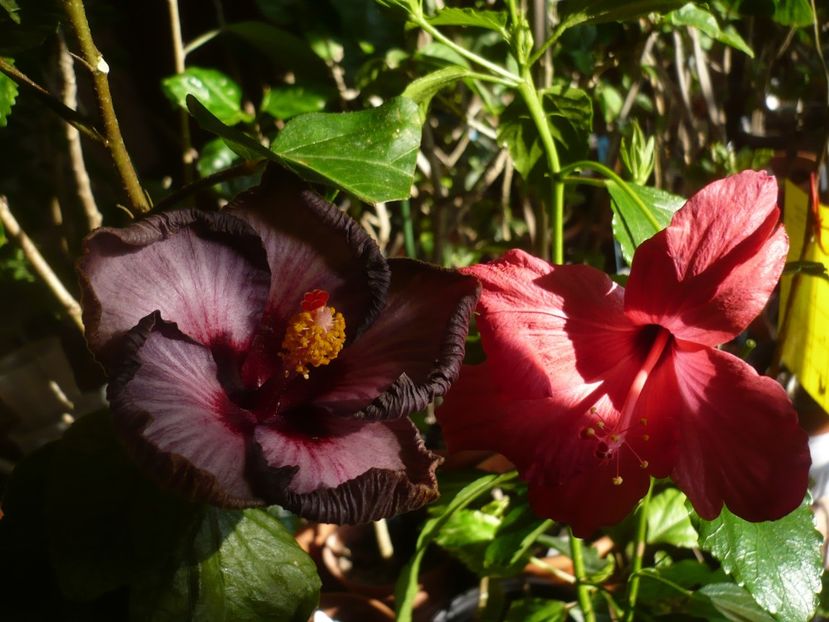 P1400690 - HIBISCUSI 2019-1