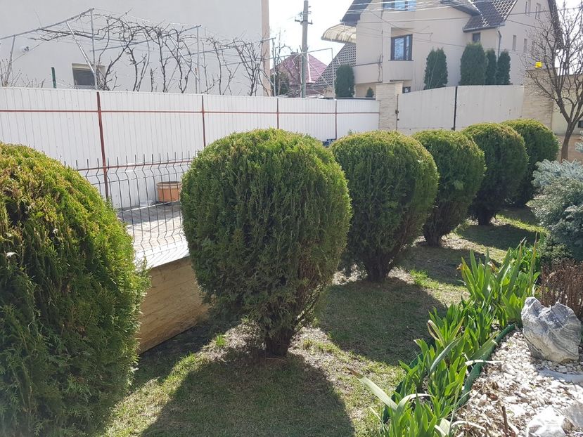 Thujele globosa au fost si ele tunse si frezate - Conifere si arbusti