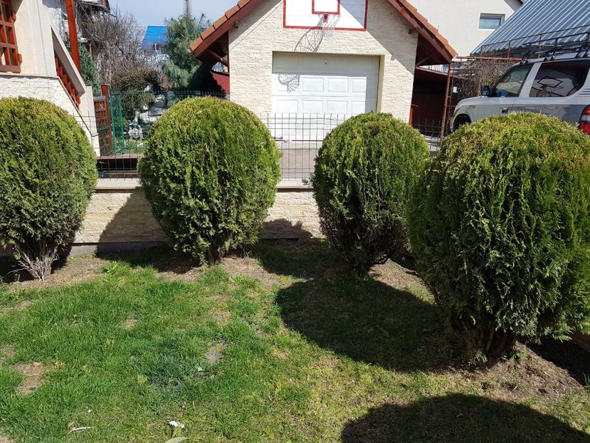  - Conifere si arbusti