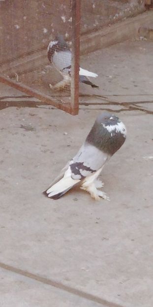 Snapchat-689688295 - Gusatii pomerania pentru 2019